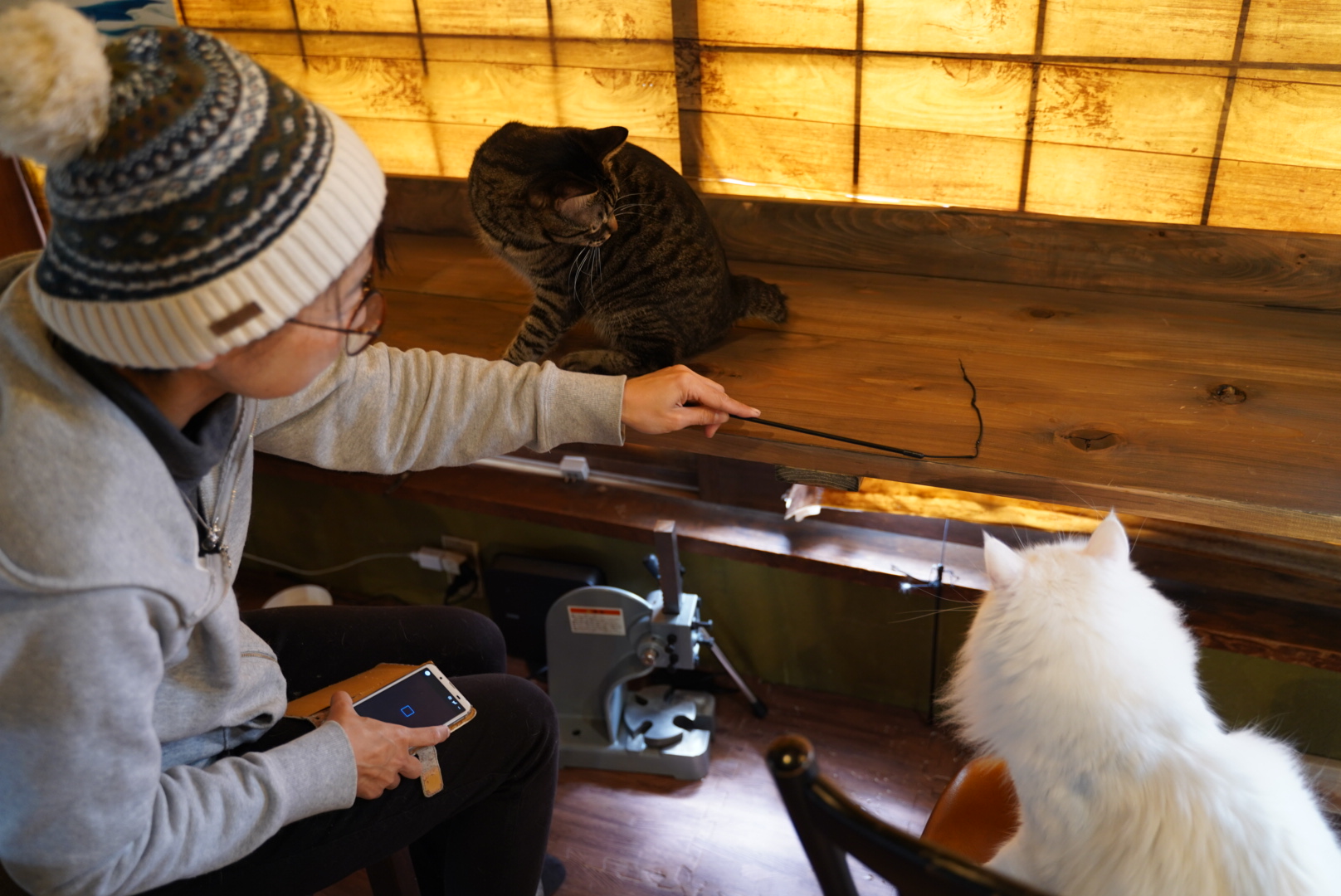猫がいる子ども食堂
