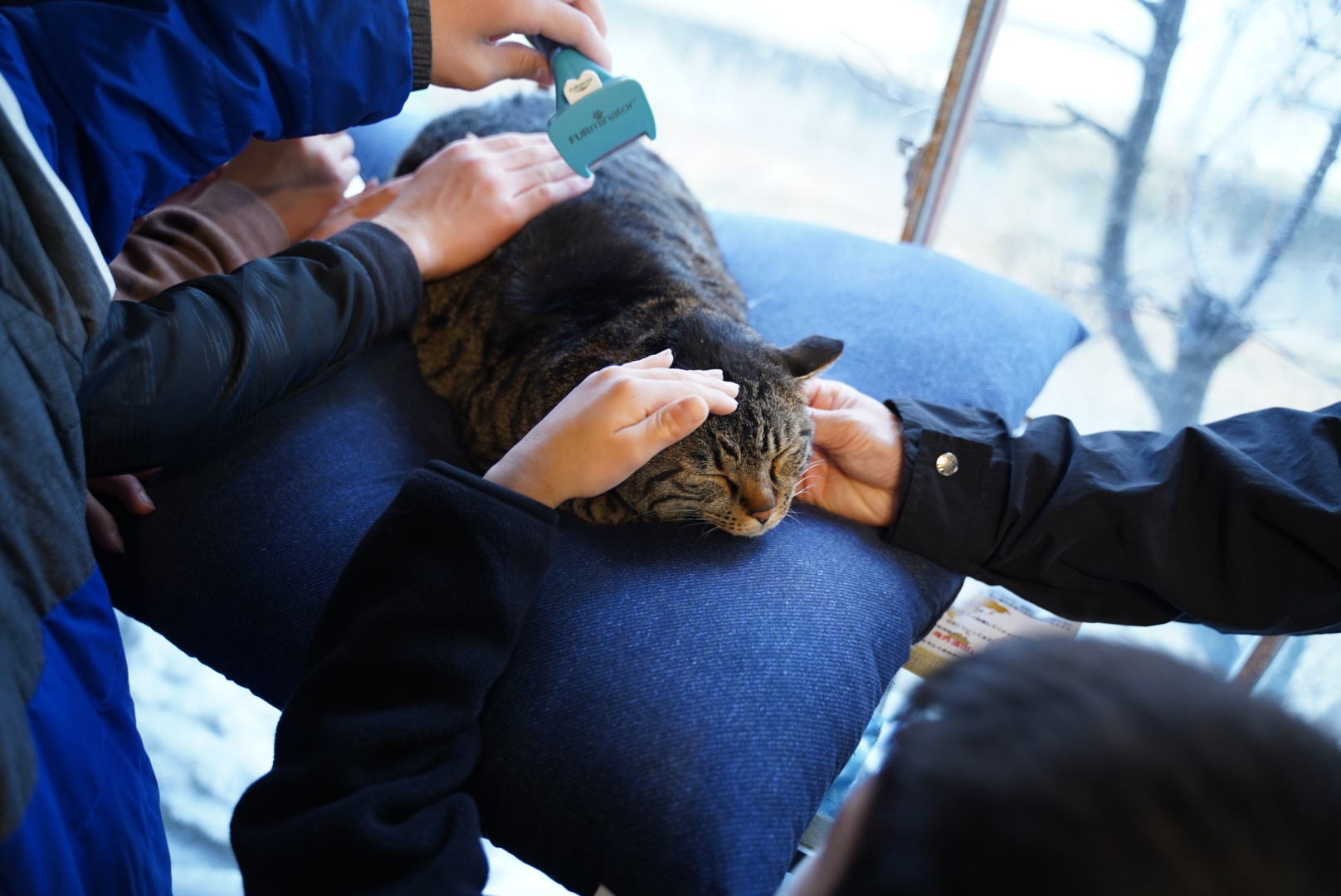 河口湖猫カフェ